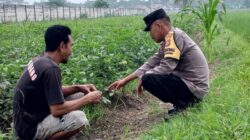 Polsek Kuripan Gandeng Warga Tongkek Wujudkan Swasembada Pangan Keluarga