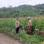 Sinergi Polri dan Petani Jagung di Desa Sekotong Timur