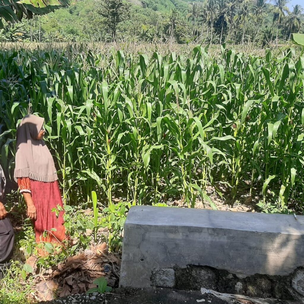 Polsek Lembar Dukung Ketahanan Pangan di Dusun Jelateng