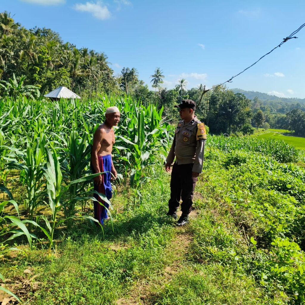Sinergi Polri-Petani, Pengecekan Lahan Jagung di Mareje Timur