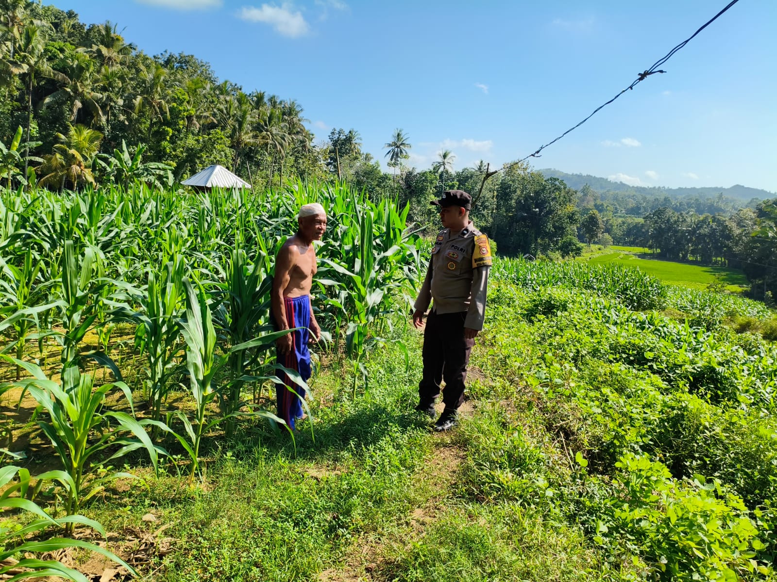 Sinergi Polri-Petani, Pengecekan Lahan Jagung di Mareje Timur