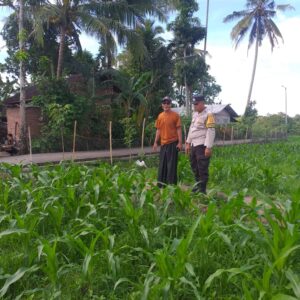 Pemantauan Pertanian oleh Polisi: Perkuat Sinergi dengan Petani di Kuripan Timur