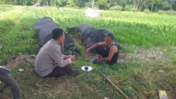 Bhabinkamtibmas Lembar Dampingi Petani Jagung dan Cabai