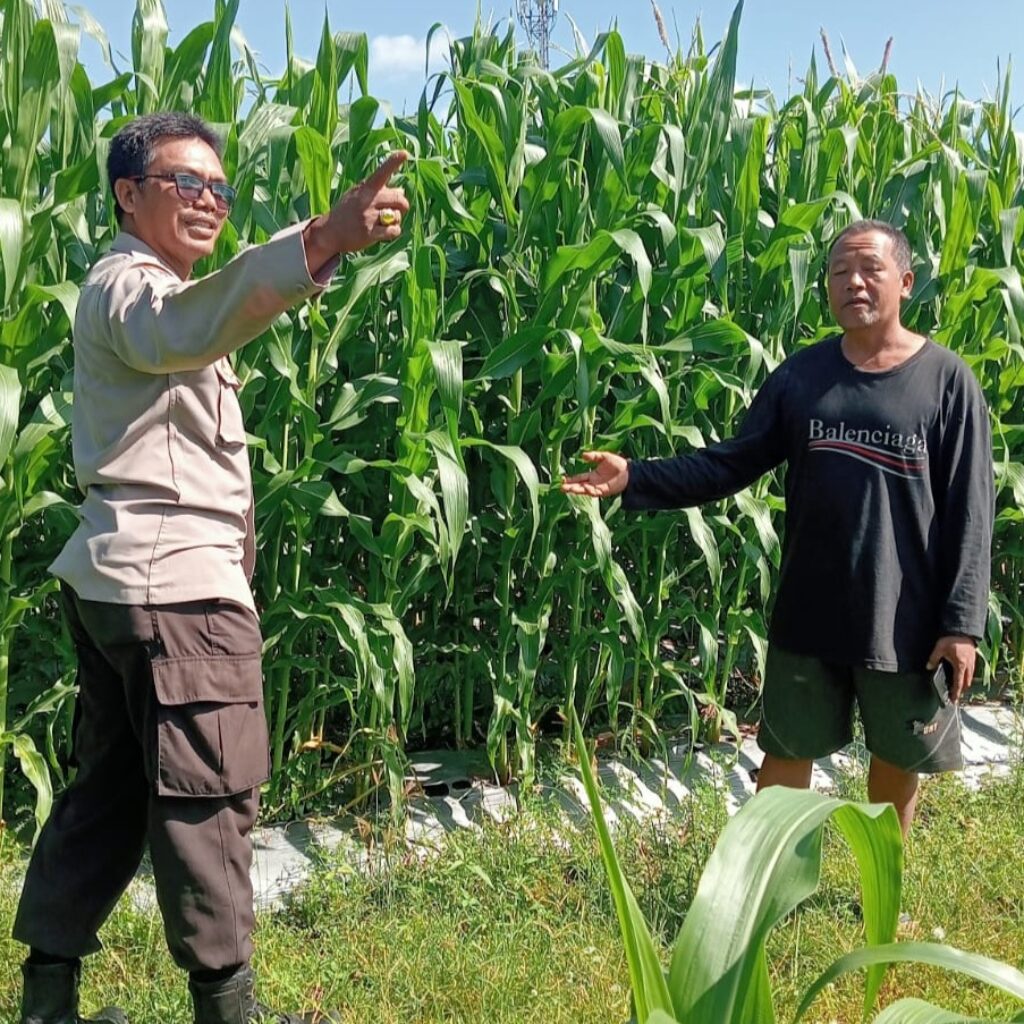 Polsek Lembar Dampingi Petani Jagung di Gunung Gundil