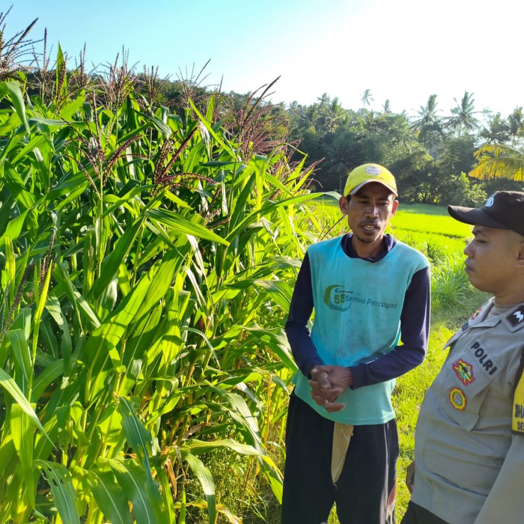 pertanian, polisi, jagung, Mareje, Lembar, pangan, petani, desa, keamanan, panen