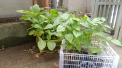 Polsek Labuapi Ajak Warga Terong Tawah Wujudkan Kemandirian Pangan Keluarga