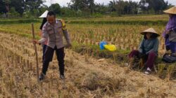 Sinergi Polri dan Petani di Dusun Iting Langgem: Dorong Produktivitas Jagung