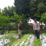 Ketahanan Pangan Dimulai dari Rumah: Inisiatif Polsek Kuripan di Dusun Dasan Geres Pande