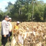 Lombok Barat: Panen Jagung P27 di Gerung Selatan Capai 4,2 Ton