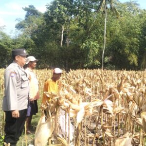 Lombok Barat: Panen Jagung P27 di Gerung Selatan Capai 4,2 Ton