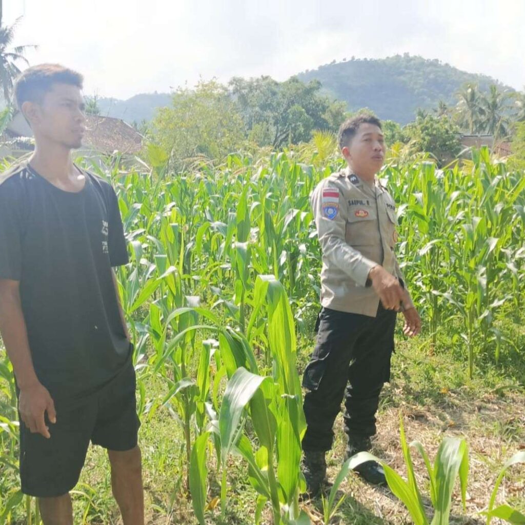 Polisi Desa Cendi Manik Dorong Ketahanan Pangan Lewat Pendampingan Petani Sekotong