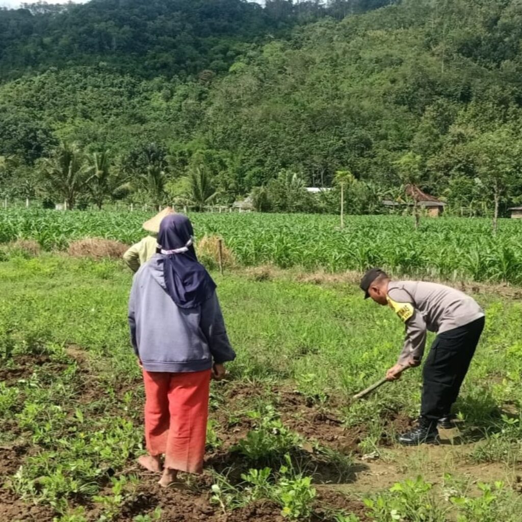 Sinergi Polisi-Warga Kuripan, Ketahanan Pangan Dimulai dari Pekarangan