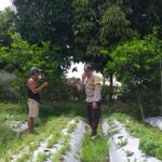 Dorong Swasembada Pangan, Bhabinkamtibmas Kuripan Edukasi Petani Jagaraga