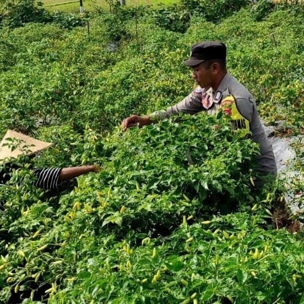 Bhabinkamtibmas Kuripan Utara Dampingi Petani Panen Cabai, Dukung Ketahanan Pangan