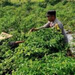 Sinergi Polri dan Petani Dusun Pelulan, Dorong Ketahanan Pangan di Lombok Barat