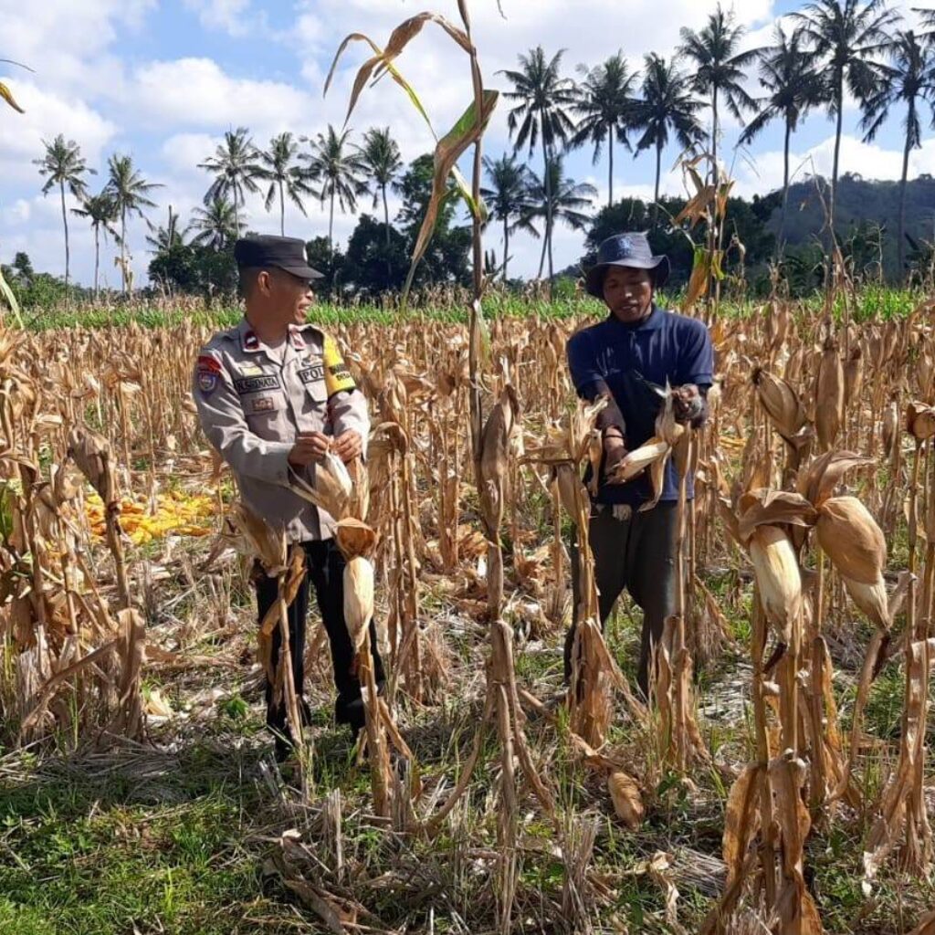 Bhabinkamtibmas Tempos Dampingi Panen Jagung, Wujud Nyata Dukung Ketahanan Pangan