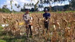 Bhabinkamtibmas Tempos Dampingi Panen Jagung, Wujud Nyata Dukung Ketahanan Pangan