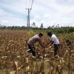 Polri Dampingi Petani Kedaro Sinergi Ketahanan Pangan di Lombok Barat