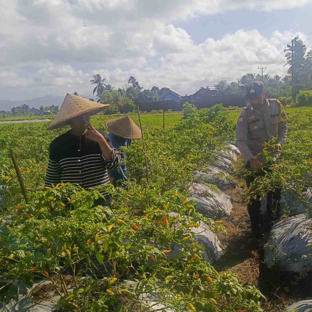 Polri Dampingi Petani Panen Cabai di Kuripan Utara, Dukung Ketahanan Pangan Lokal