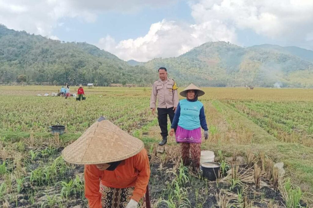 Polsek Gerung Perkuat Ketahanan Pangan Lewat Monitoring Pertanian Desa Banyu Urip