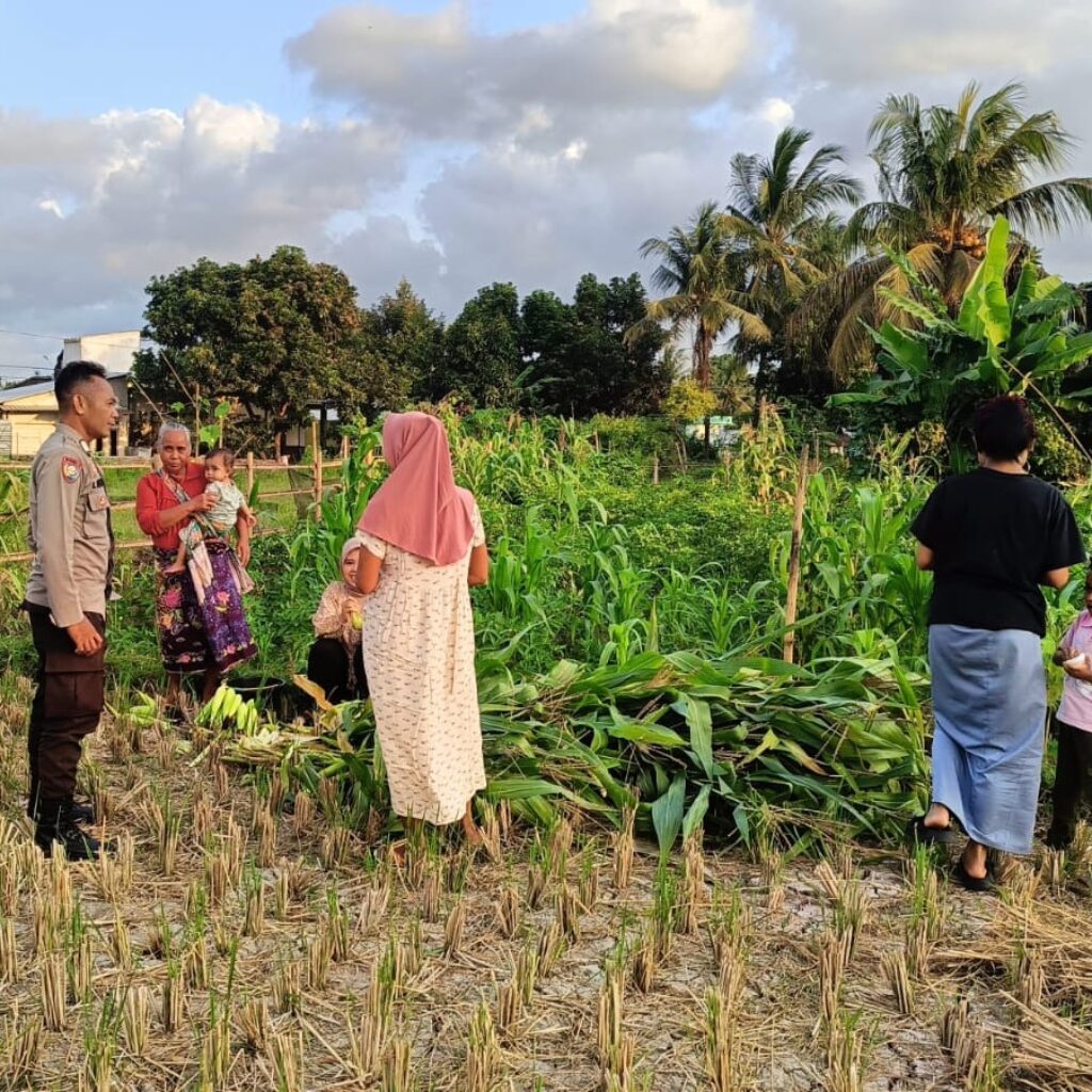 Polsek Kuripan Dukung Petani Jagung di Kumbung Barat Wujudkan Ketahanan Pangan