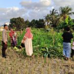 Bhabinkamtibmas Kuripan Utara Turun ke Lahan Dukung Program Pangan