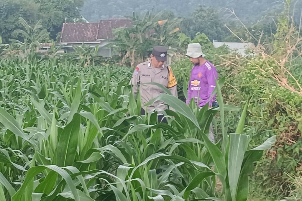 Polsek Lembar Dorong Ketahanan Pangan Lewat Pendampingan Petani Desa Babussalam