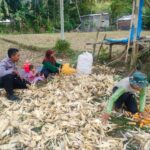Polsek Lembar Dukung Ketahanan Pangan, Bhabinkamtibmas Beri Semangat Petani Jagung di Eyat Mayang