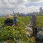 Panen Cabai di Pelulan, Polsek Kuripan Motivasi Kemandirian Pangan Warga