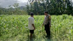DDS Polri di Sayong Baru: Dukung Petani Jagung dan Stabilitas Pangan Lombok Barat