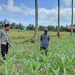 DDS Bhabinkamtibmas Sekotong, Wujud Nyata Sinergi Polisi dan Petani