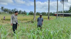 DDS Bhabinkamtibmas Sekotong, Wujud Nyata Sinergi Polisi dan Petani
