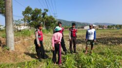 Polri Hadir Bantu Petani Jagung Wujudkan Swasembada di Lombok Barat