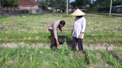 Polsek Kuripan Ajak Warga Dusun Due Pelet Wujudkan Kemandirian Pangan