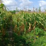 Sinergi Polisi dan Petani di Dusun Bila Tepung Hasilkan Panen Jagung Melimpah
