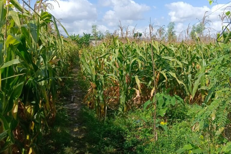 Sinergi Polisi dan Petani di Dusun Bila Tepung Hasilkan Panen Jagung Melimpah