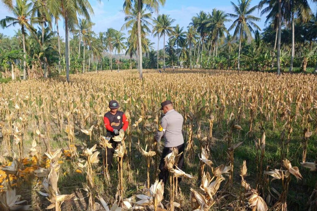 Panen Jagung di Dusun Lilin, Polsek Gerung Perkuat Sinergi dengan Petani
