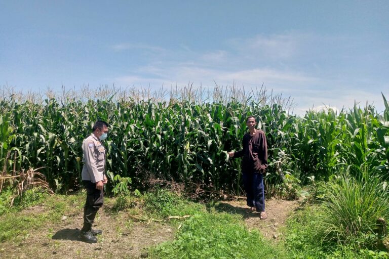 Polsek Kuripan Dorong Ketahanan Pangan Desa Jagaraga Lombok Barat