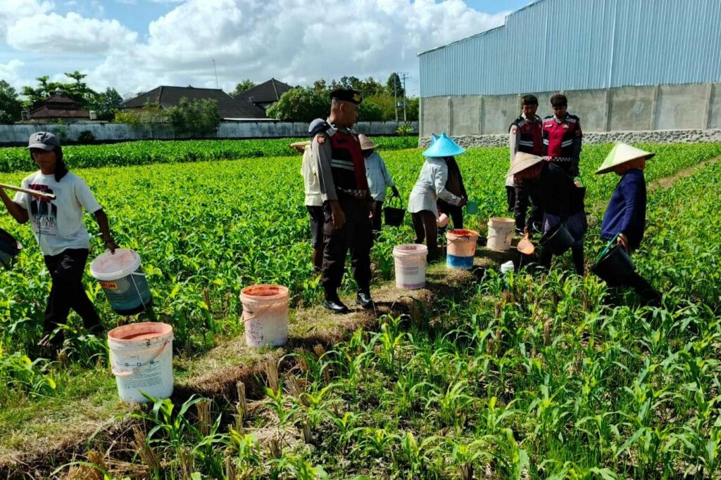 Polres Lombok Barat Turun ke Sawah, Pastikan Produktivitas Jagung di Gerung Terjaga