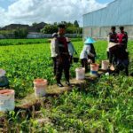 Polres Lombok Barat Turun ke Sawah, Pastikan Produktivitas Jagung di Gerung Terjaga