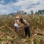 WhatsApp Image 2025-09-08 at 08.41.34