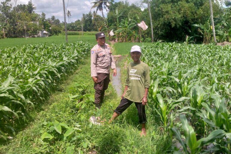 Jagung Jadi Alternatif Pangan di Desa Jagaraga, Bhabinkamtibmas Jadi Penggerak