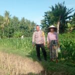 Kunjungan Humanis Bhabinkamtibmas di Kuranji, Pekarangan Jadi Sumber Pangan