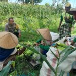 Panen Jagung Dusun Jerneng: Polsek Labuapi Dorong Swasembada Pangan Lokal