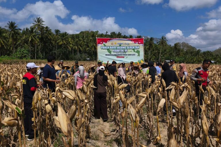 Panen Raya Jagung di Desa Pelangan, Polsek Sekotong Perkuat Ketahanan Pangan