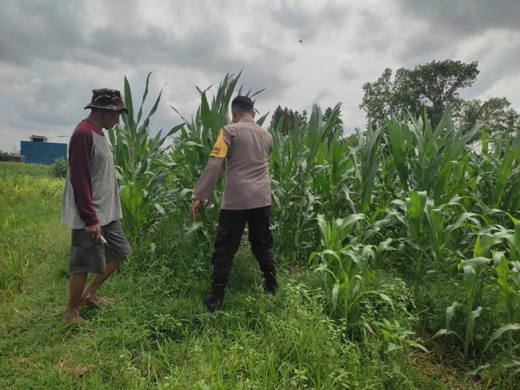 Polri Aktif Kawal Pertanian Jagung di Desa Kuranji Dalang, Labuapi Lombok Barat