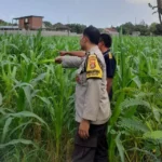 Lombok Barat, NTB – Komitmen Kepolisian Negara Republik Indonesia (Polri) dalam mendukung program ketahanan pangan nasional terus diwujudkan hingga ke tingkat desa. Di wilayah hukum Polres Lombok Barat, upaya nyata ini ditunjukkan melalui peran aktif Bhabinkamtibmas yang intensif mendampingi para petani. Salah satunya adalah kegiatan sambang yang dilakukan oleh Bhabinkamtibmas Desa Gelogor, Aipda Ahyar Haryanto, di Dusun Gelogor Selatan pada hari Rabu, 8 Oktober 2025. Sejak pukul 09.25 Wita, Aipda Ahyar Haryanto telah berada di tengah-tengah warga dan lahan pertanian, khususnya tanaman jagung, yang menjadi komoditas unggulan di daerah tersebut. Kegiatan ini tidak hanya sebatas kunjungan rutin, melainkan merupakan perwujudan sinergi antara aparat keamanan dengan masyarakat dalam menjamin ketersediaan pangan di tingkat lokal. Motivasi dan Pendampingan Langsung di Lahan Pertanian Dalam kunjungannya, Aipda Ahyar Haryanto berinteraksi langsung dengan para petani, melihat dari dekat kondisi tanaman jagung mereka, serta mendengarkan aspirasi dan kendala yang dihadapi. Kehadiran Bhabinkamtibmas di tengah areal persawahan ini memiliki nilai strategis ganda, yaitu menjaga keamanan dan ketertiban masyarakat (Kamtibmas) sekaligus memberikan motivasi dan dukungan moril dalam meningkatkan hasil panen. Petani di Dusun Gelogor Selatan menyambut baik kehadiran Aipda Ahyar Haryanto. Mereka merasa diperhatikan dan mendapatkan suntikan semangat untuk lebih giat dalam mengelola lahan. Tanaman jagung yang menjadi fokus sambang kali ini diharapkan dapat berkontribusi signifikan terhadap pasokan pangan, baik untuk kebutuhan lokal maupun nasional. Polri Dorong Peningkatan Semangat Bertani Warga Peran Bhabinkamtibmas dalam program ketahanan pangan merupakan bagian integral dari tugas tambahan Polri. Mereka berfungsi sebagai jembatan komunikasi yang efektif antara program-program pemerintah di sektor pertanian dengan implementasinya di masyarakat petani. Hal ini sejalan dengan arahan pimpinan Polri untuk menjadikan personel di lapangan sebagai motor penggerak pembangunan dan kesejahteraan masyarakat. Kepala Bagian Sumber Daya Manusia (Kabag SDM) Polres Lombok Barat, AKP Taufik Hidayat, S.H., menegaskan bahwa dukungan terhadap sektor pertanian adalah prioritas. Beliau menyoroti pentingnya peran Bhabinkamtibmas sebagai ujung tombak dalam mencapai sasaran ketahanan pangan. “Kami dari Polres Lombok Barat sangat serius mendukung program pemerintah di bidang ketahanan pangan. Kehadiran Bhabinkamtibmas seperti Aipda Ahyar Haryanto di Desa Gelogor adalah bukti nyata komitmen kami,” ujar AKP Taufik Hidayat, S.H. Beliau melanjutkan, “Kami berharap para petani di Gelogor, khususnya yang membudidayakan jagung, terus semangat dan konsisten dalam merawat tanamannya. Aipda Ahyar Haryanto bertugas untuk memotivasi mereka agar lebih giat dalam bertani, karena keberhasilan pertanian adalah fondasi utama dari ketahanan pangan daerah kita.” Kontribusi Jagung dalam Mewujudkan Swasembada Pangan Komoditas jagung memiliki peran vital sebagai salah satu penopang utama kebutuhan pangan dan pakan di Indonesia. Peningkatan produksi jagung di daerah seperti Gelogor, Lombok Barat, secara langsung akan memperkuat swasembada pangan nasional dan stabilitas harga komoditas. Melalui kegiatan sambang ini, Bhabinkamtibmas juga menyampaikan pesan-pesan yang bersifat edukatif. Selain memberikan dorongan, mereka turut mengingatkan petani mengenai pentingnya pola tanam yang efisien, penggunaan bibit unggul, serta upaya pencegahan gangguan keamanan di lahan pertanian. Kolaborasi dengan instansi terkait, seperti Penyuluh Pertanian Lapangan (PPL), akan terus diperkuat untuk memberikan bimbingan teknis yang optimal kepada warga. Dengan sinergi yang kuat antara Polri, khususnya Bhabinkamtibmas, dan seluruh elemen masyarakat petani, diharapkan Desa Gelogor dapat menjadi contoh keberhasilan dalam mewujudkan masyarakat yang mandiri secara pangan, sehat, dan sejahtera. Keaktifan Aipda Ahyar Haryanto dalam mendampingi petani menjadi cerminan bahwa aparat keamanan tidak hanya bertugas menjaga keamanan, tetapi juga menjadi mitra strategis dalam upaya meningkatkan kesejahteraan dan ketahanan pangan bangsa.