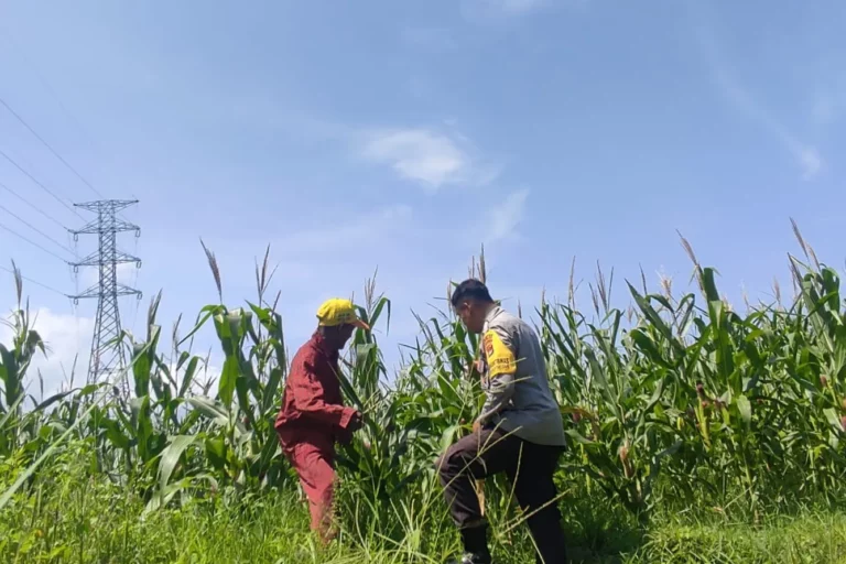 Tanpa Kendala Pupuk, Petani Jagung di Lombok Barat Semakin Optimis