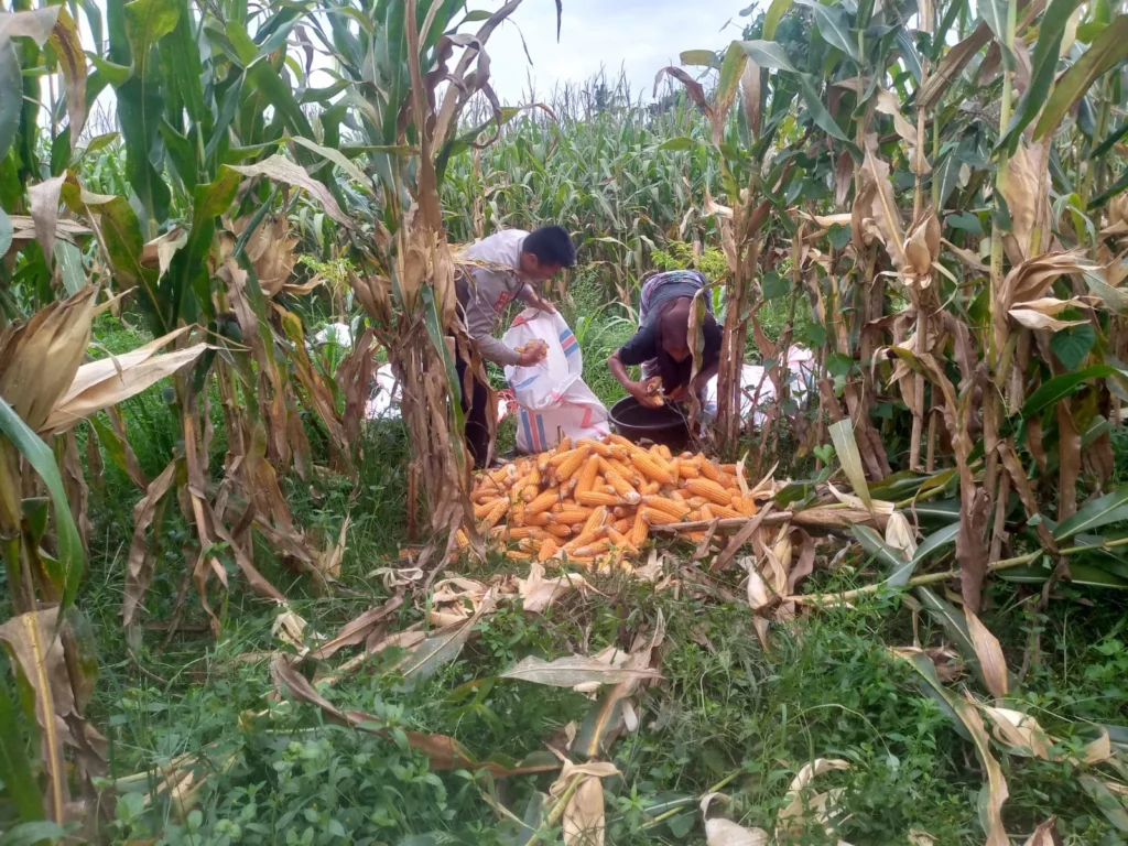 Sinergi Polri dan Warga Desa Jagaraga Bangun Kemandirian Pangan