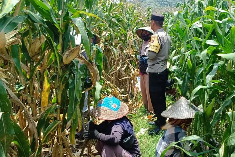 Bhabinkamtibmas Kawal Panen Jagung, Petani Babussalam Tersenyum Lega
